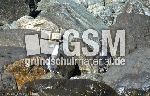 Dickschnabelpinguin (15 von 45).jpg